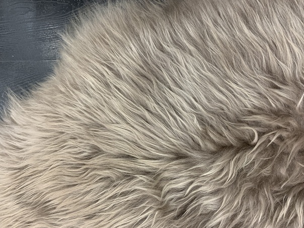 Lampaantalja Islanti beige pitkäkarva