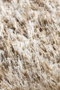 Queen pitkänukkainen lv-beige