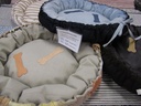 [KOIRANPETIKBE] Koiranpeti kankainen (beige)